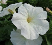 Petunia Prelude White 12